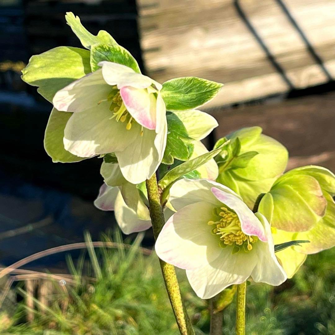 トコシエコウの花畑　ポット発送❤️セール❤️848【Ashwood】