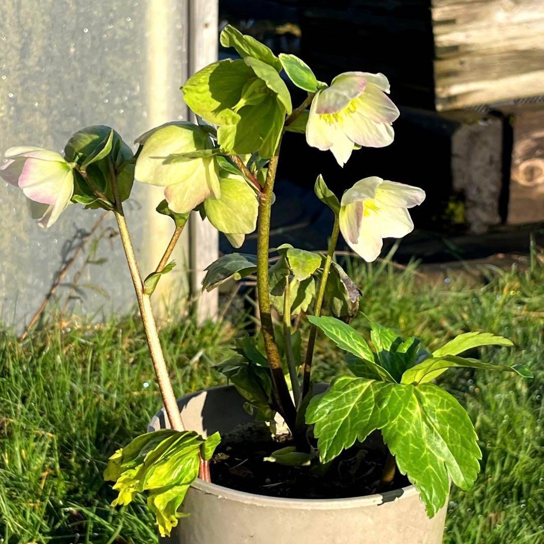 トコシエコウの花畑　ポット発送❤️セール❤️848【Ashwood】