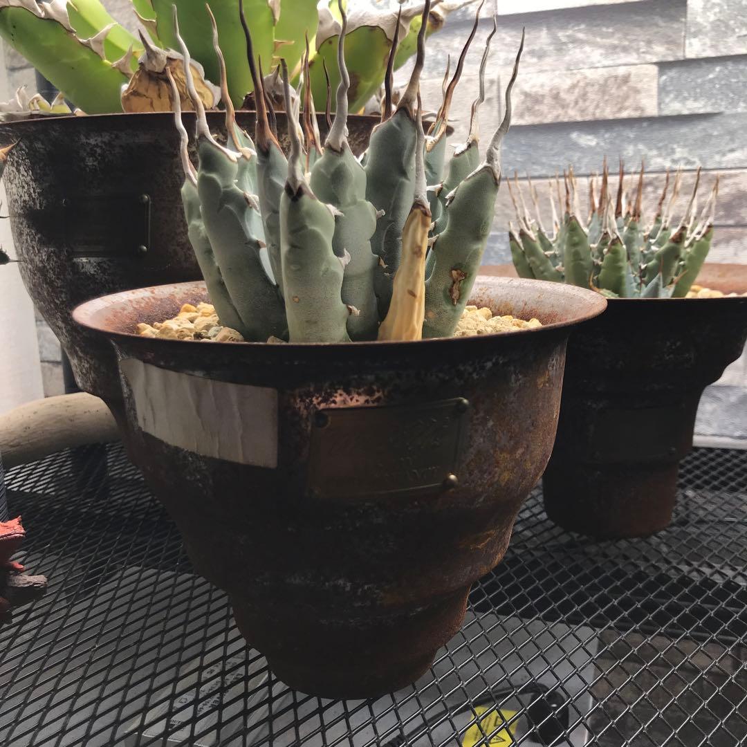 M&M MASSES 鉢付き　陽炎 ユタエンシス エボリスピナ