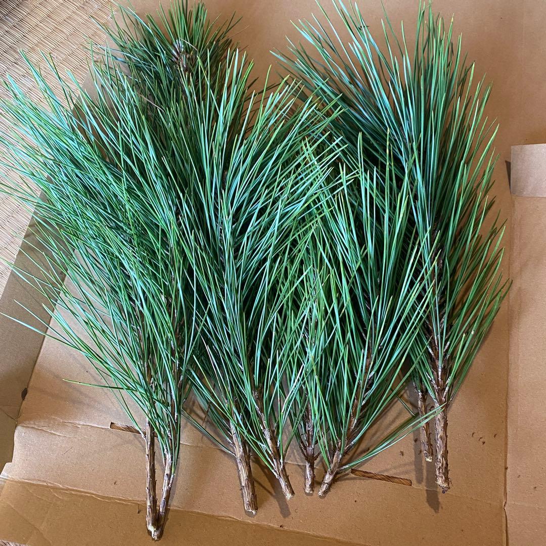 松　みかん箱3箱ぱんぱんに詰めます　40cm前後目安