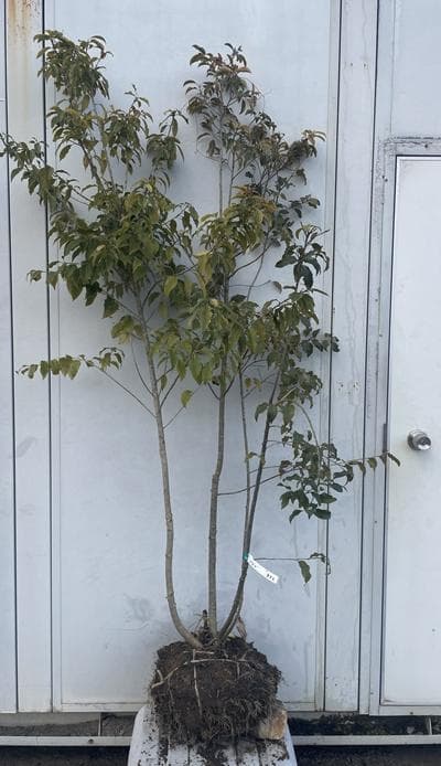 《現品》ソヨゴ　株立ち(雄雌不明株)　樹高1.8ｍ（根鉢含まず）432【苗木】