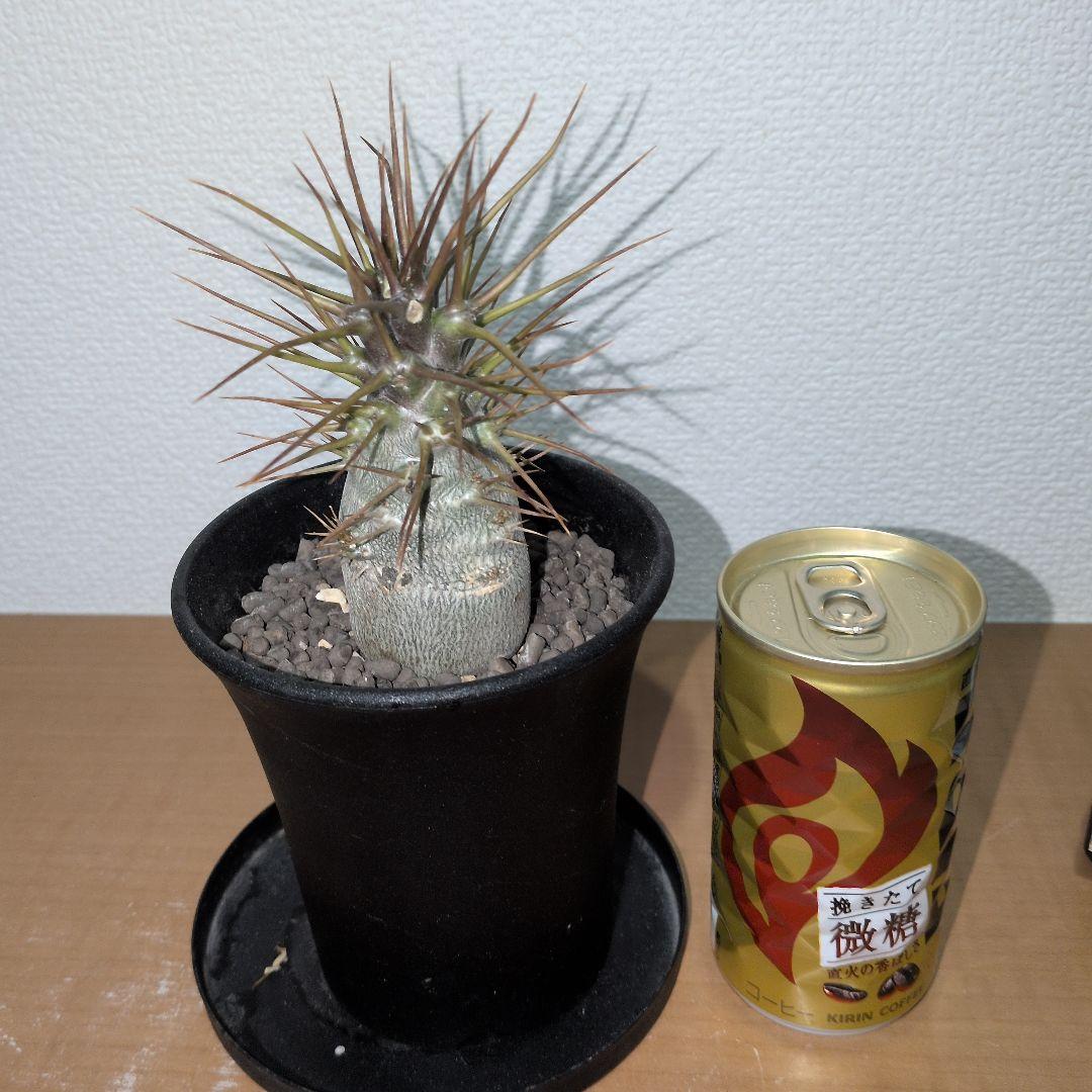 パキポディウム　レアリー　珍　実生　　（鉢付き)