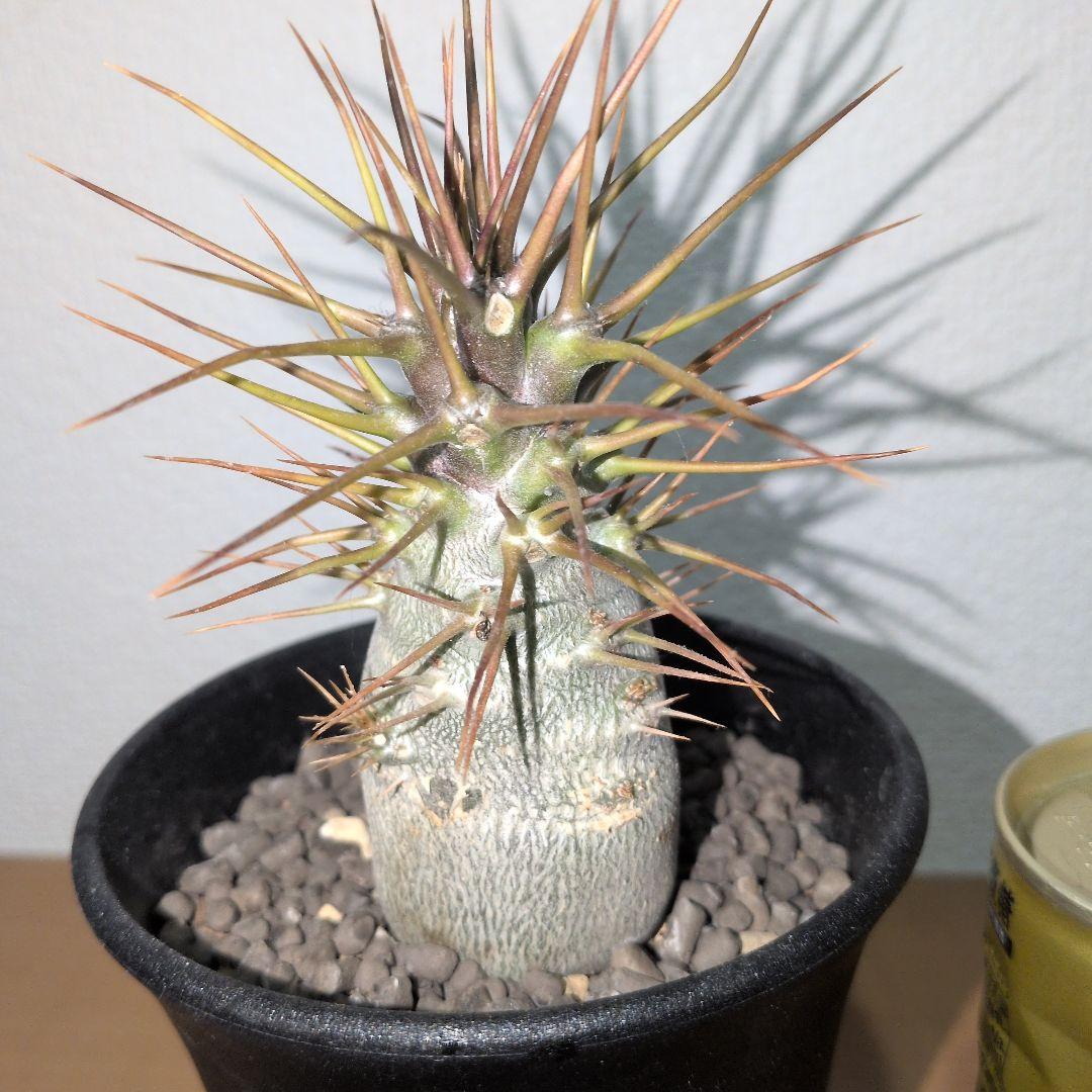 パキポディウム　レアリー　珍　実生　　（鉢付き)