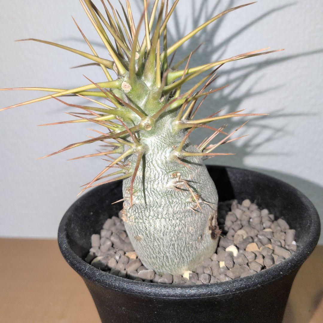 パキポディウム　レアリー　珍　実生　　（鉢付き)