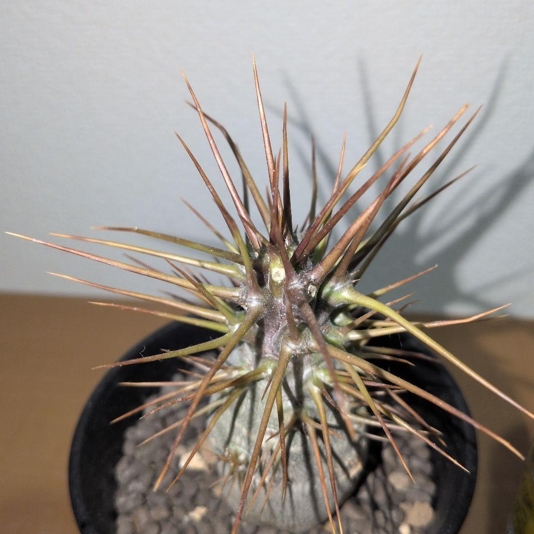 パキポディウム　レアリー　珍　実生　　（鉢付き)