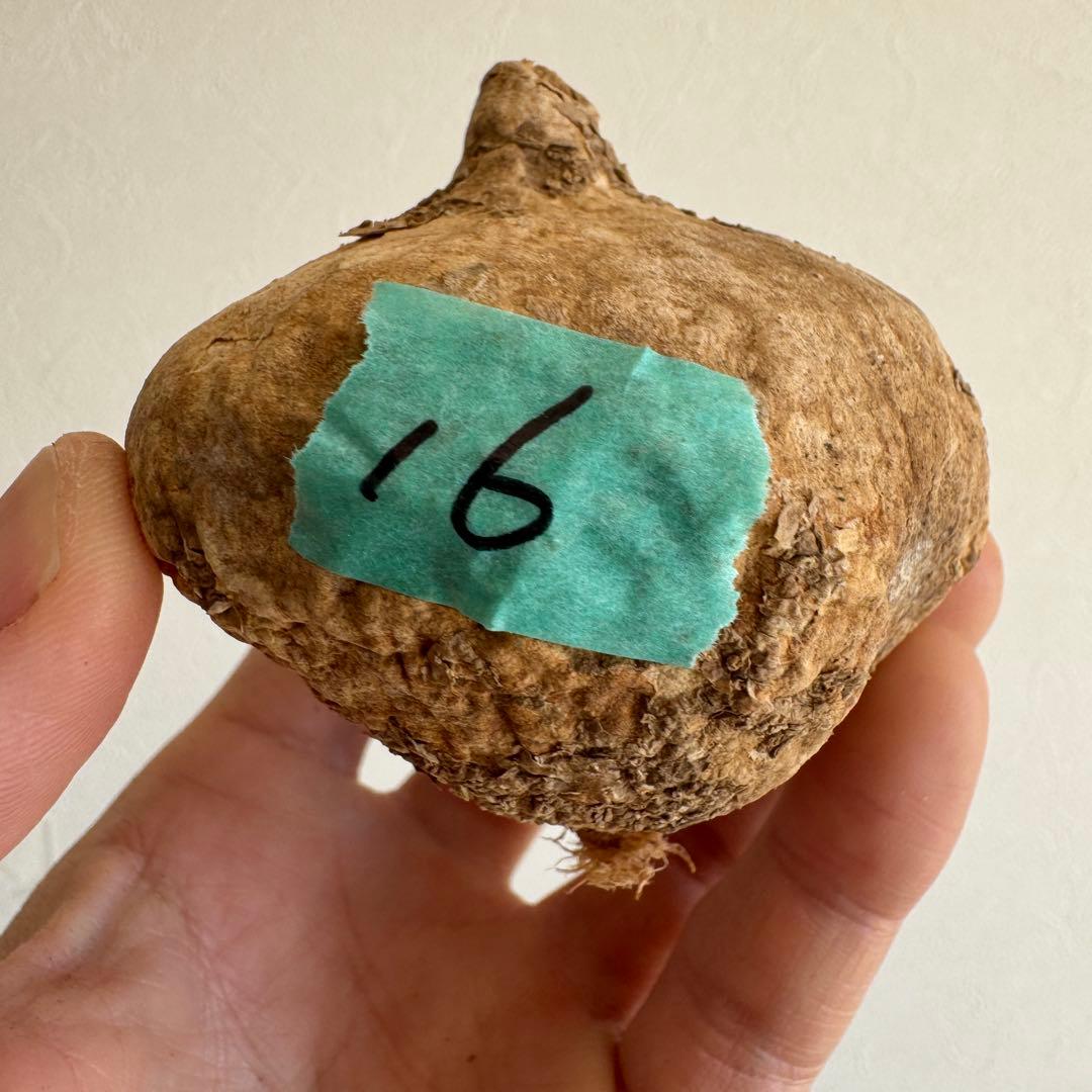 16アデニア・オバタ 輸入直後カビの跡ありベアルート株　Adenia Ovata