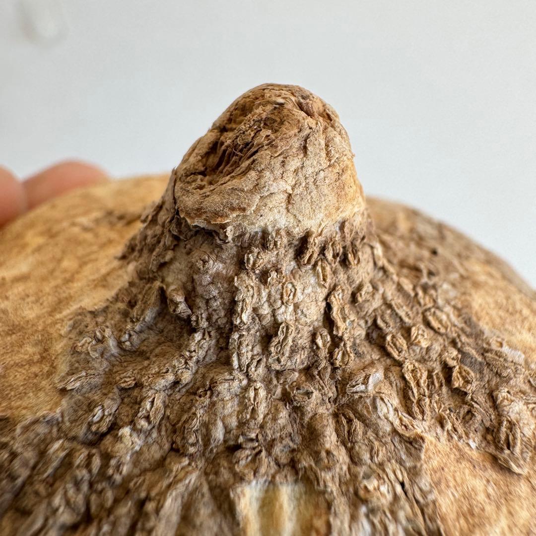 16アデニア・オバタ 輸入直後カビの跡ありベアルート株　Adenia Ovata