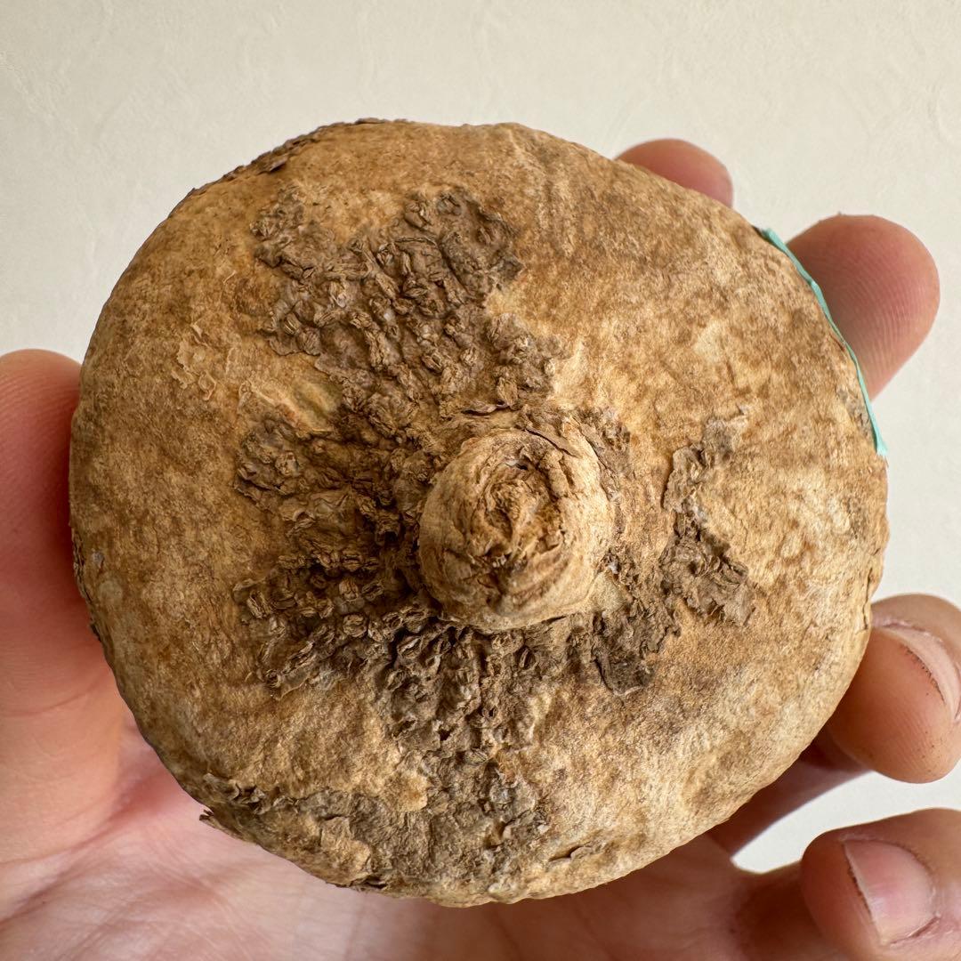 16アデニア・オバタ 輸入直後カビの跡ありベアルート株　Adenia Ovata