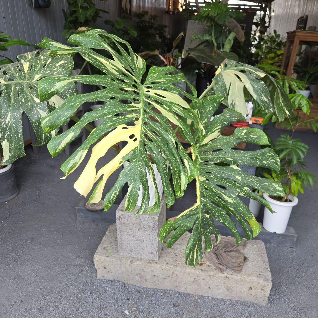 ⑯　モンステラ　斑入り　イエローモンスター特大苗木最高等級極上品‼️