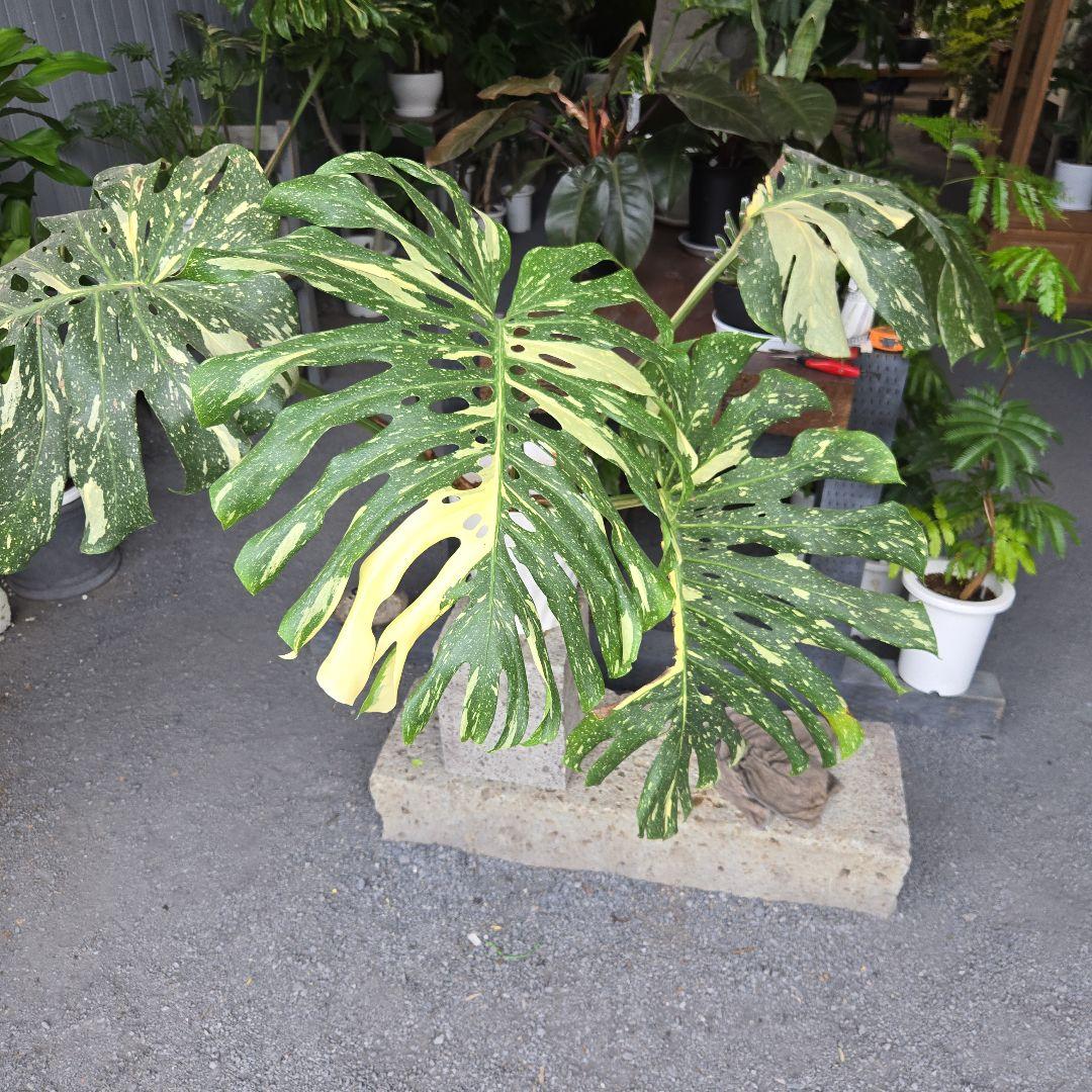 ⑯　モンステラ　斑入り　イエローモンスター特大苗木最高等級極上品‼️
