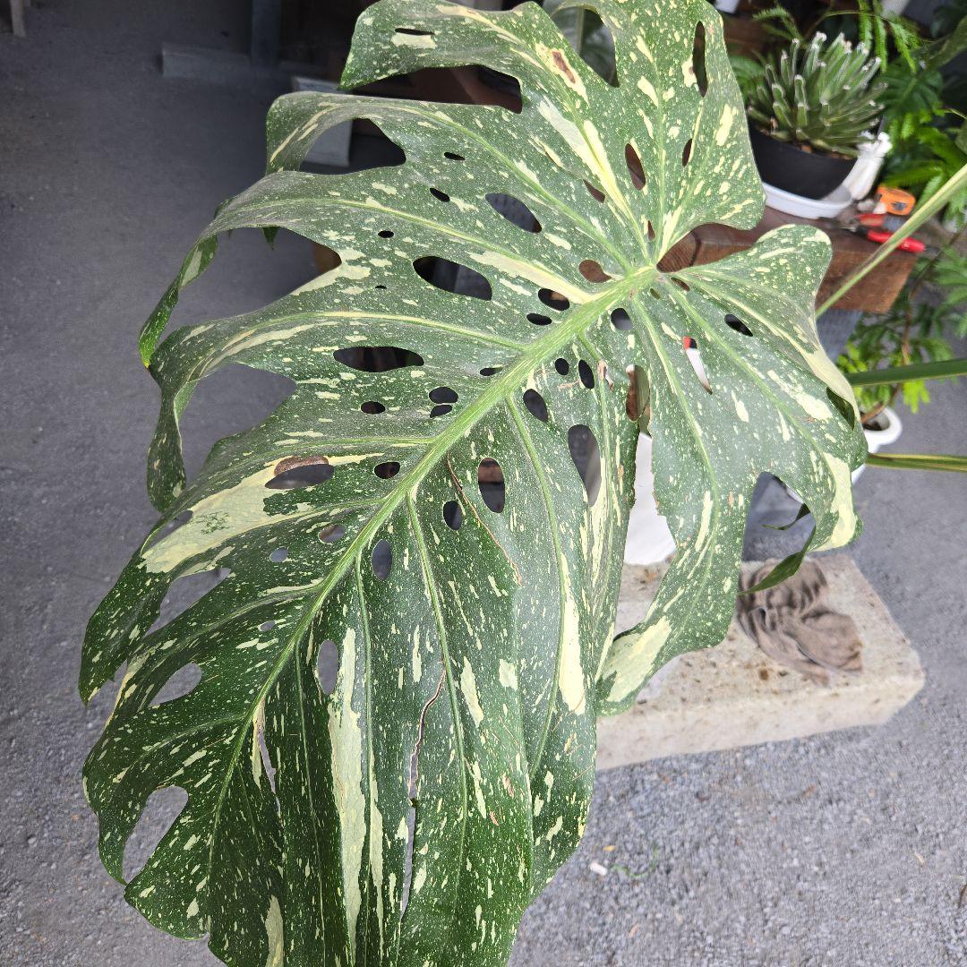 ⑯　モンステラ　斑入り　イエローモンスター特大苗木最高等級極上品‼️