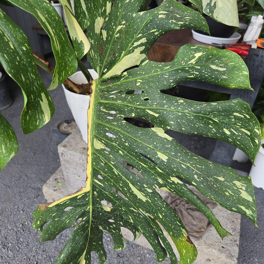 ⑯　モンステラ　斑入り　イエローモンスター特大苗木最高等級極上品‼️
