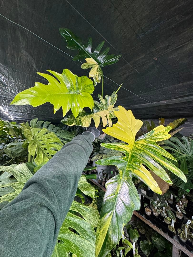 2 フィロデンドロン　キティナ　健康カット苗