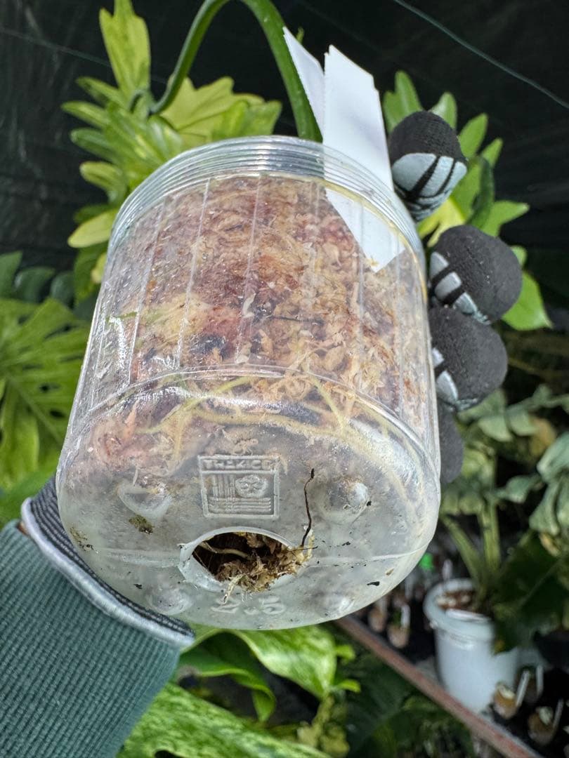 2 フィロデンドロン　キティナ　健康カット苗