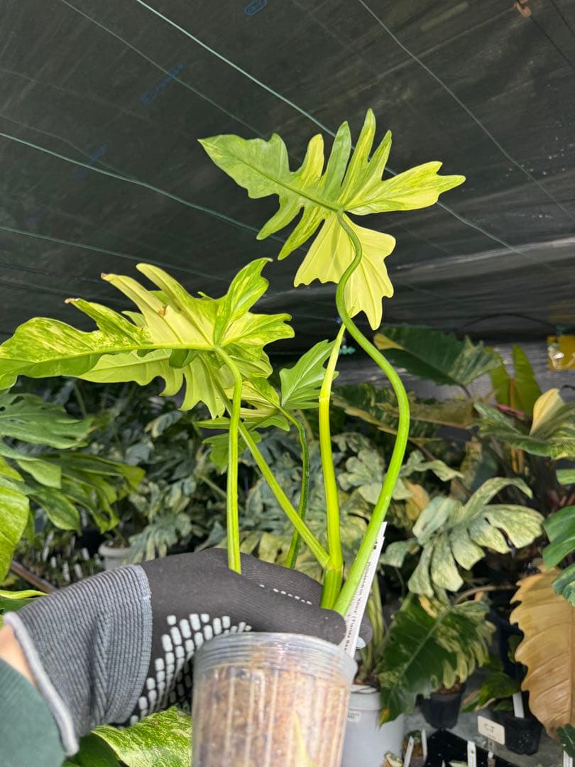 2 フィロデンドロン　キティナ　健康カット苗