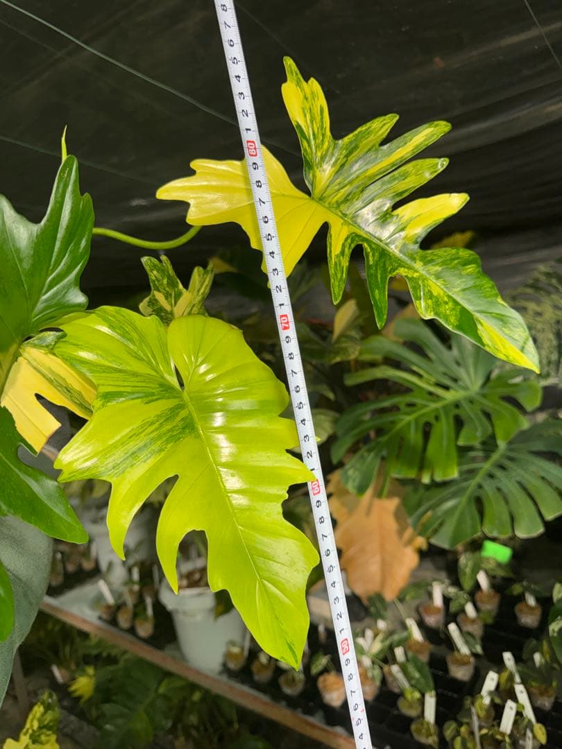 2 フィロデンドロン　キティナ　健康カット苗