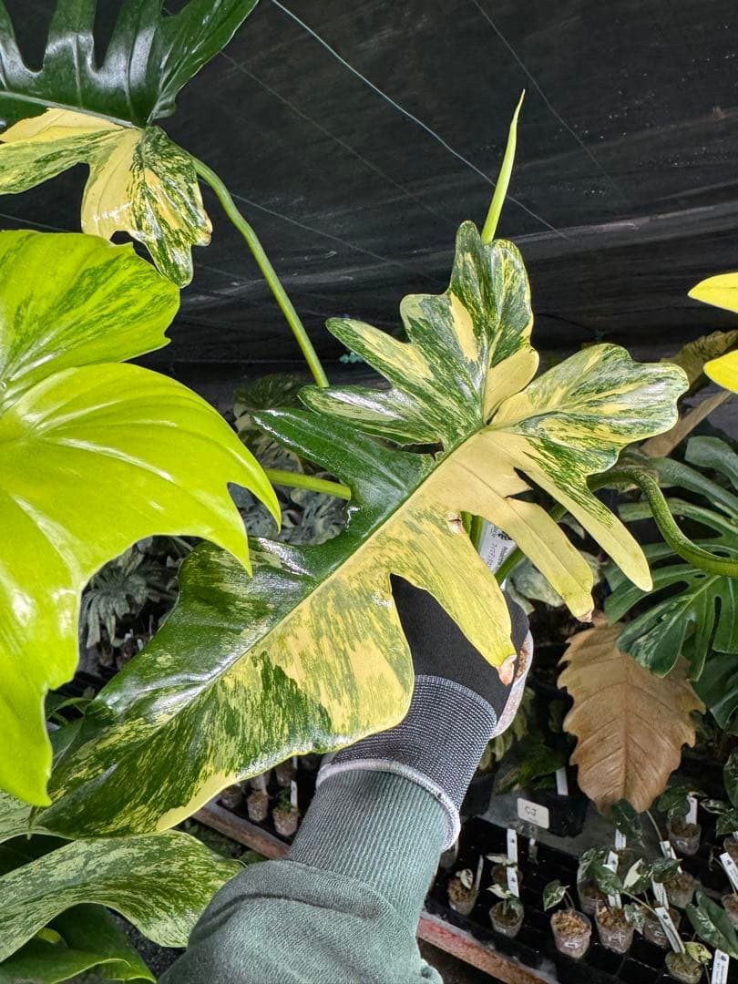 2 フィロデンドロン　キティナ　健康カット苗