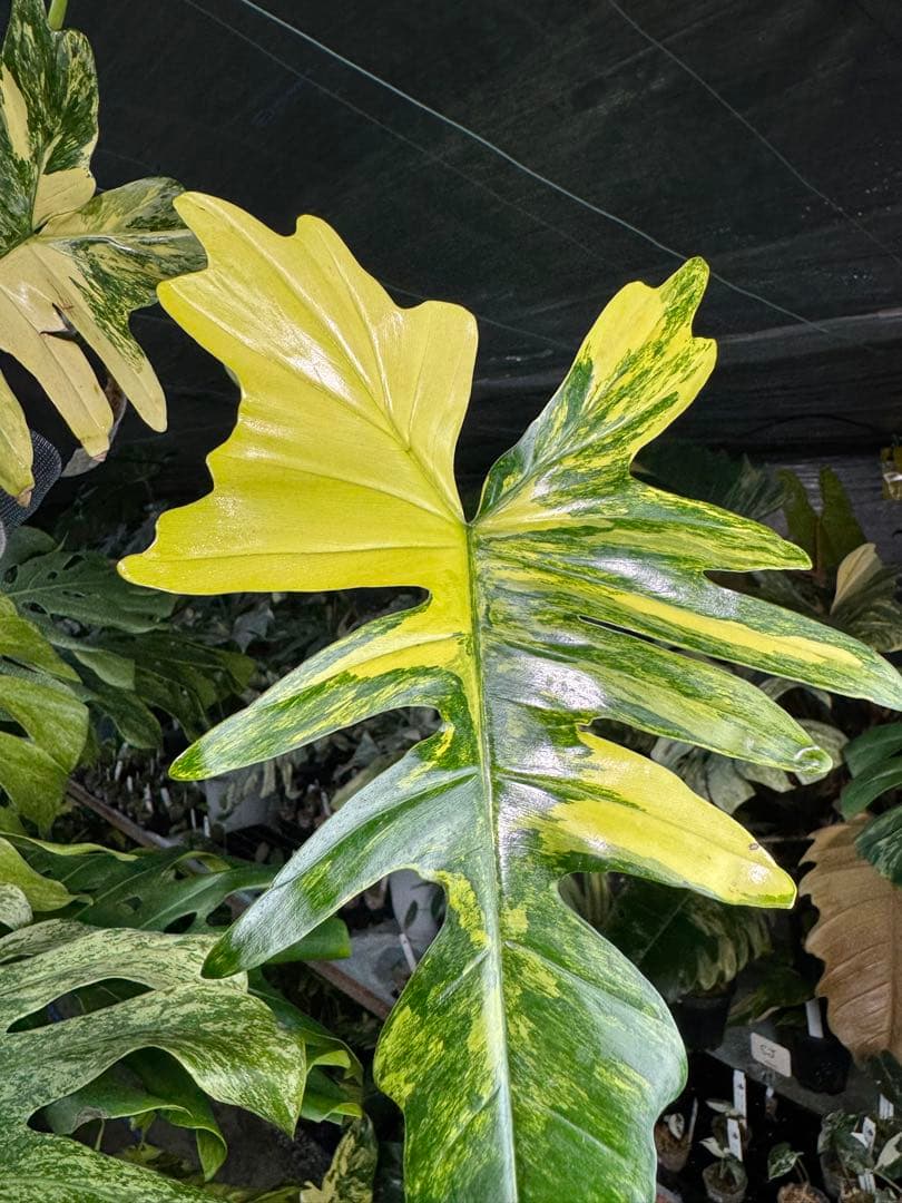 2 フィロデンドロン　キティナ　健康カット苗