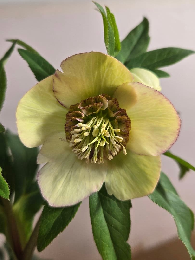 ☆クリスマスローズ☆セミダブル　ホワイトピコん☆6号鉢☆ラベル付き☆