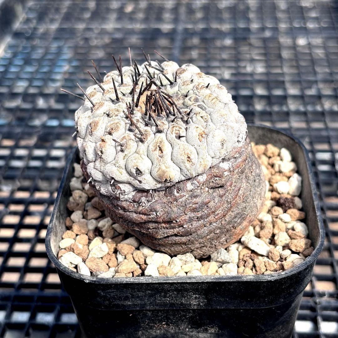 コピアポア　シネレア　黒王丸　山木　現地球A