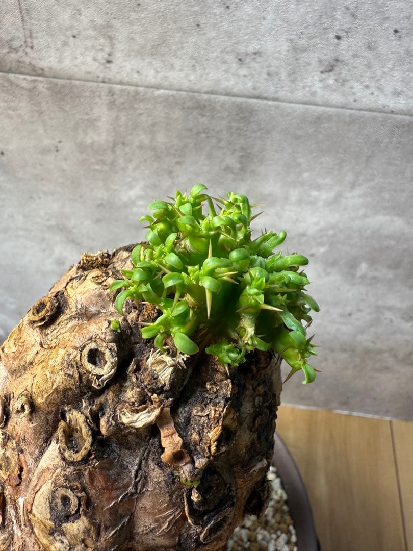 ユーフォルビア　ムランジーナ