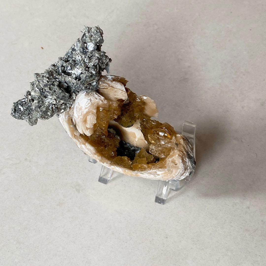 カルサイト　貝化石 鉱物