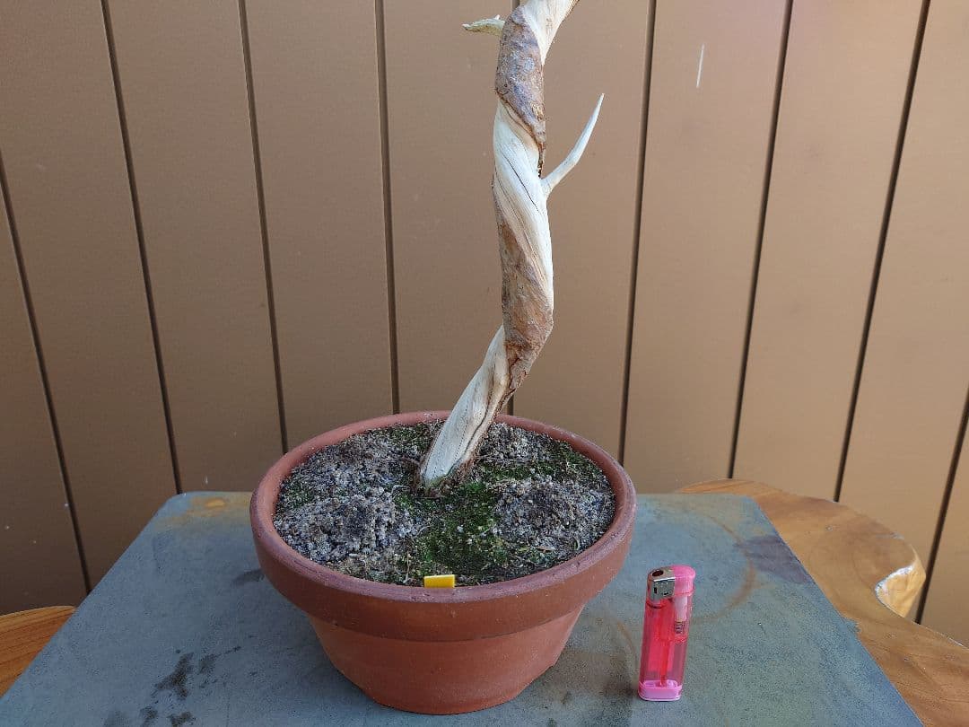 盆栽　糸魚川真柏　樹高80cm