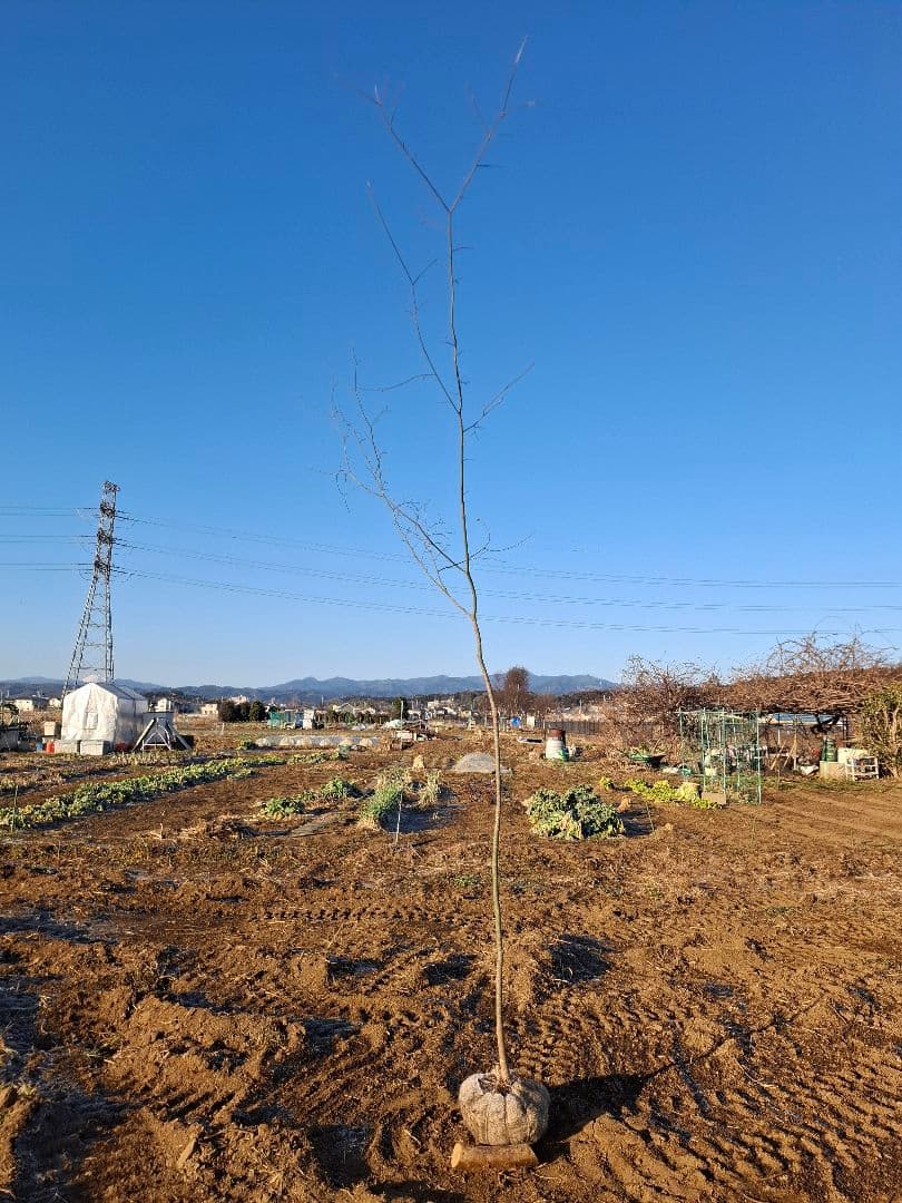 ヤマモミジ 山採り　ー　アオダモ、アオハダ、モミジ、カエデ　ー
