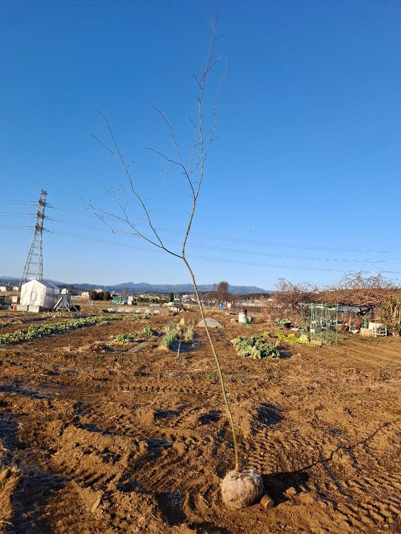 ヤマモミジ 山採り　ー　アオダモ、アオハダ、モミジ、カエデ　ー
