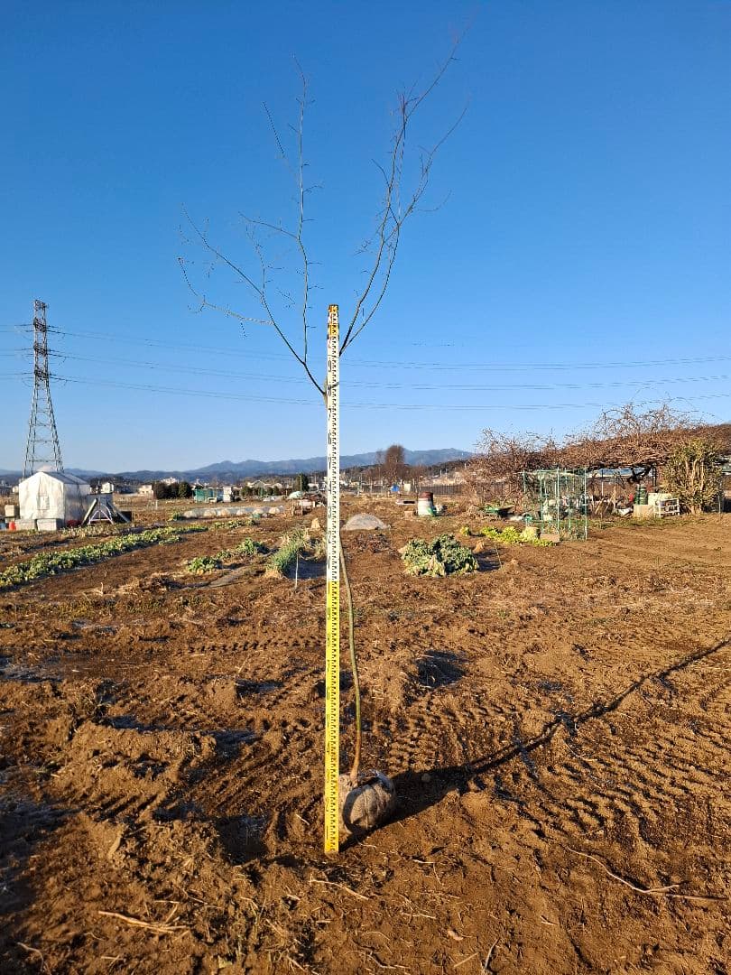 ヤマモミジ 山採り　ー　アオダモ、アオハダ、モミジ、カエデ　ー