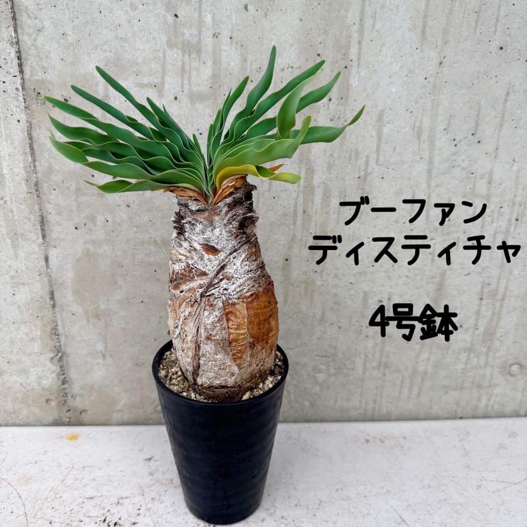 ブーファン　ディスティチャ　4号鉢 a 球根植物