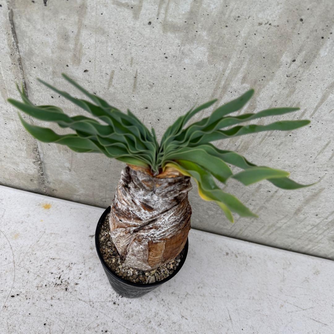 ブーファン　ディスティチャ　4号鉢 a 球根植物