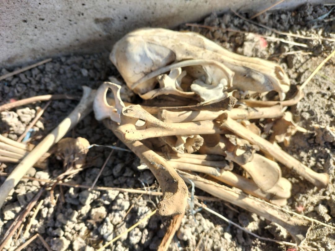 詳細不明です。動物の骨だと思います。商品説明必読お願い致します。