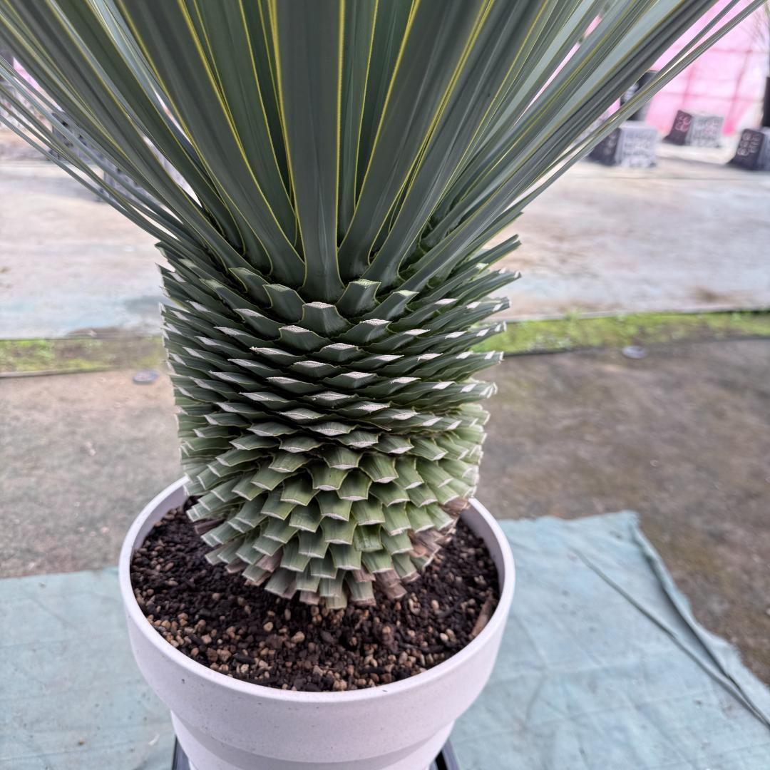 【AL-F1166】ユッカロストラータ　ホワイト個体