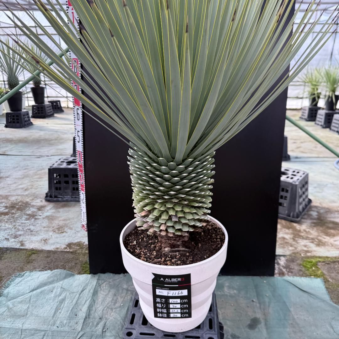 【AL-F1166】ユッカロストラータ　ホワイト個体