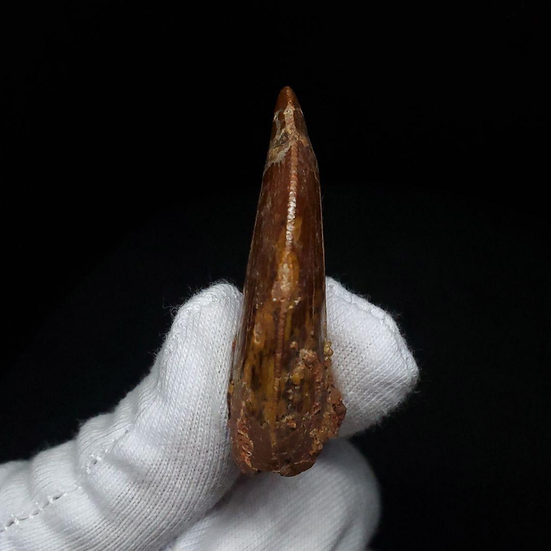 カルカロドントサウルス 歯 化石 本物 モロッコ産 41.83mm fca4