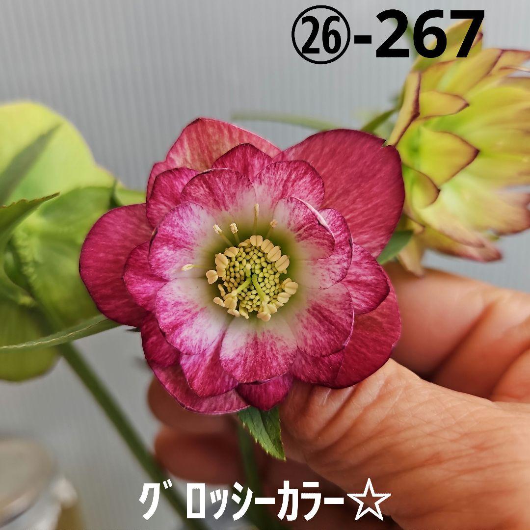 ㉖-267クリスマスローズ