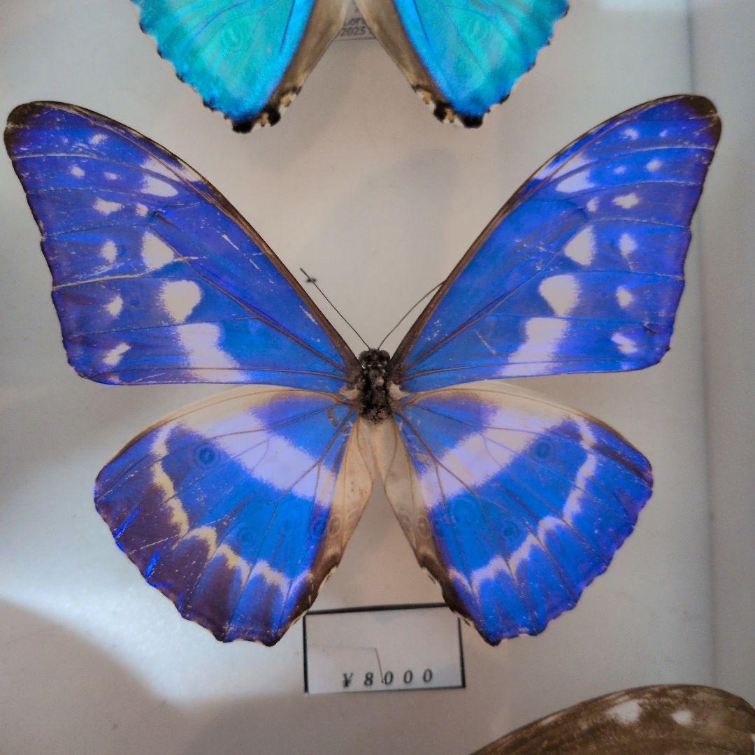 蝶標本 昆虫標本 外国産蝶標本　キプリスモルフォ