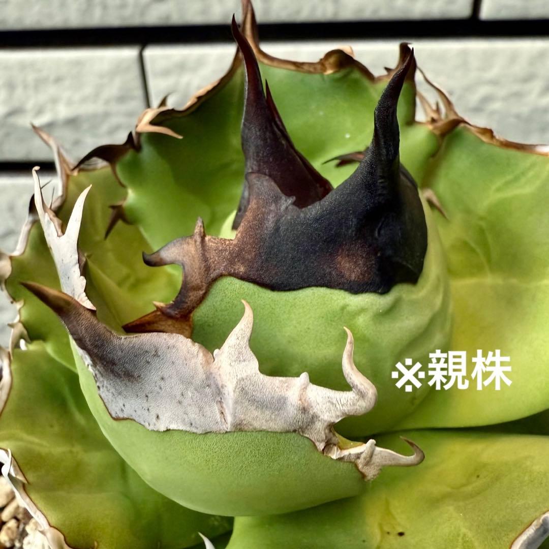 アガベ　チタノタ dennis040 ③ 【限定値下げ】