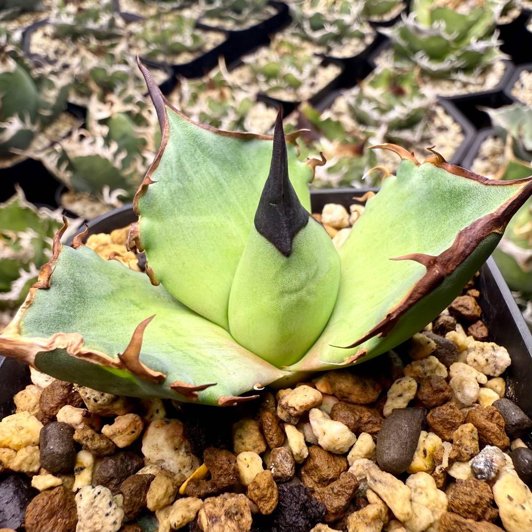 アガベ　チタノタ dennis040 ③ 【限定値下げ】