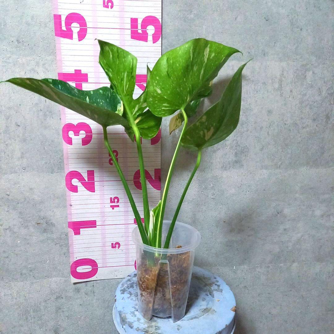 超絶希少 モンステラ デリシオーサ メデューサ