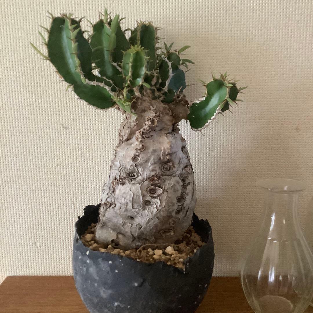 カ〜ジマン 発根済　ムランジーナ　　現地球　たけろうポット