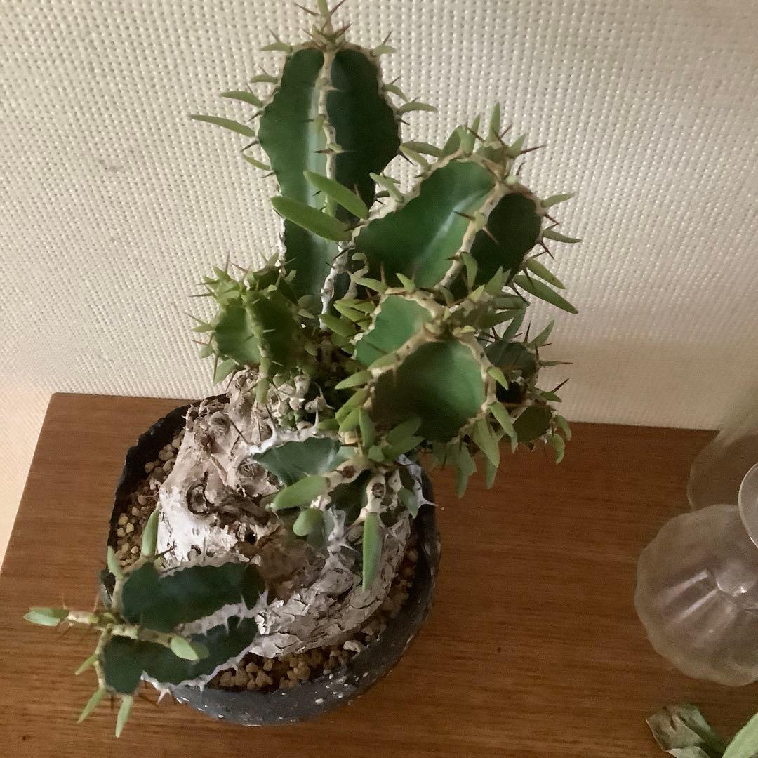 カ〜ジマン 発根済　ムランジーナ　　現地球　たけろうポット