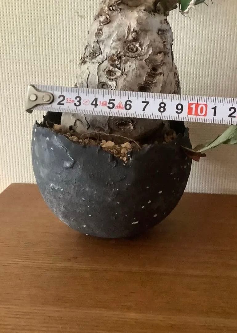 カ〜ジマン 発根済　ムランジーナ　　現地球　たけろうポット