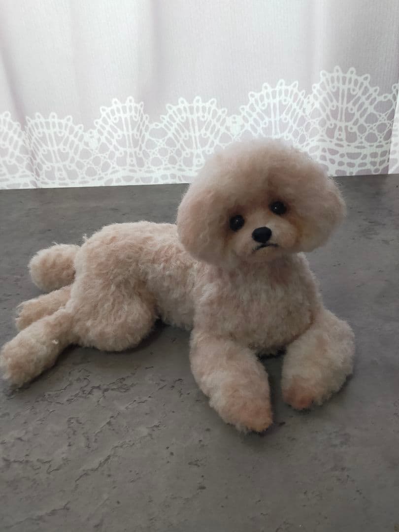 お値下げしました。送料込み♡トイプーアプリコットちゃん♡