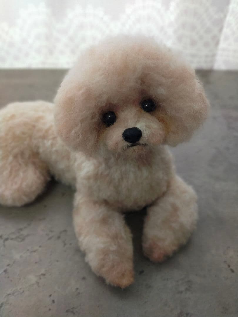 お値下げしました。送料込み♡トイプーアプリコットちゃん♡