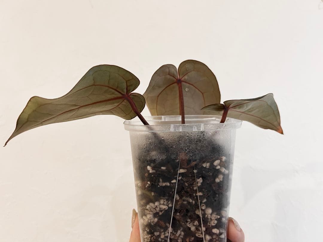 アンスリウム　ドックブロック　スカーレット　S1 ワビサビプランツ