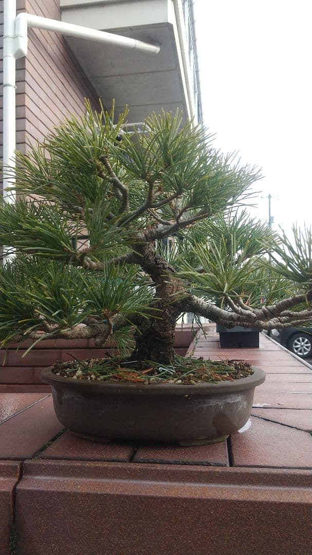 小品吾妻五葉松 樹齢約３０年