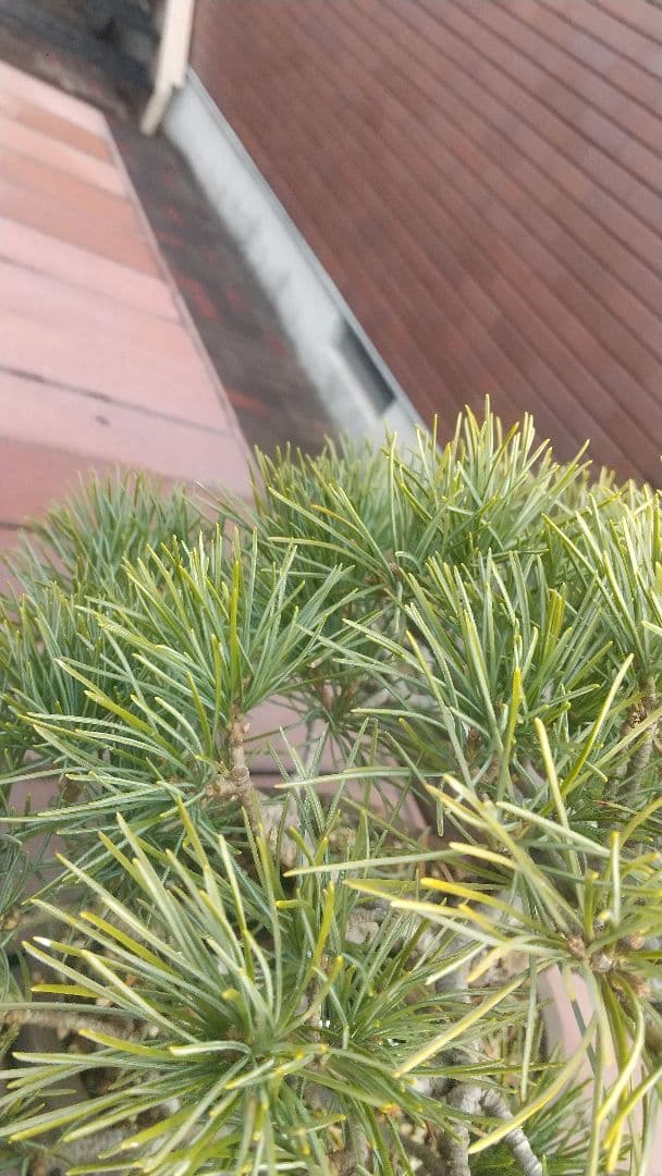 小品吾妻五葉松 樹齢約３０年