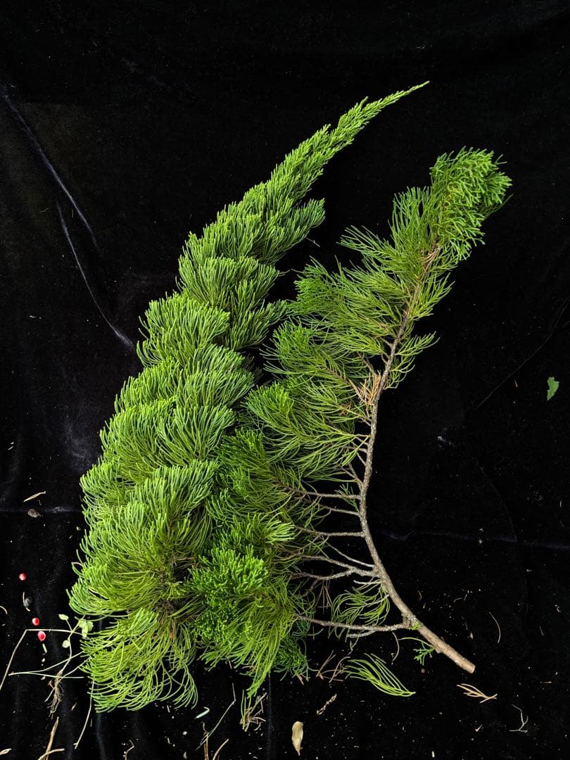 カイズカイブキ　　クリスマスリース　リース